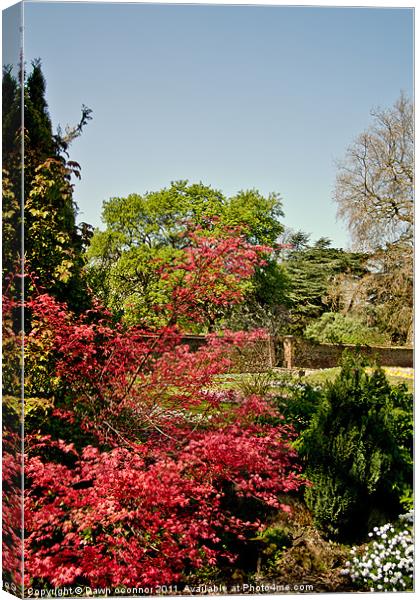 Well Hall Pleasaunce Canvas Print by Dawn O'Connor