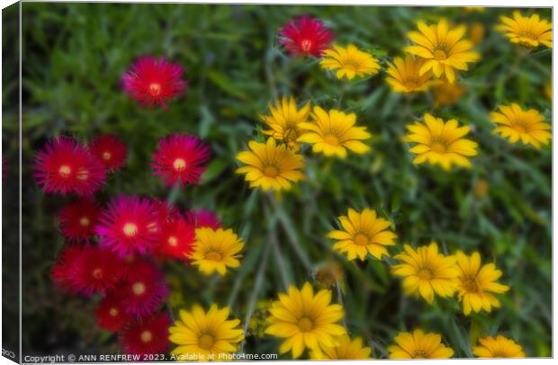 Red and Yellow Daisies Canvas Print by ANN RENFREW