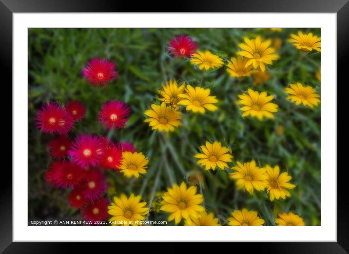Red and Yellow Daisies Framed Mounted Print by ANN RENFREW