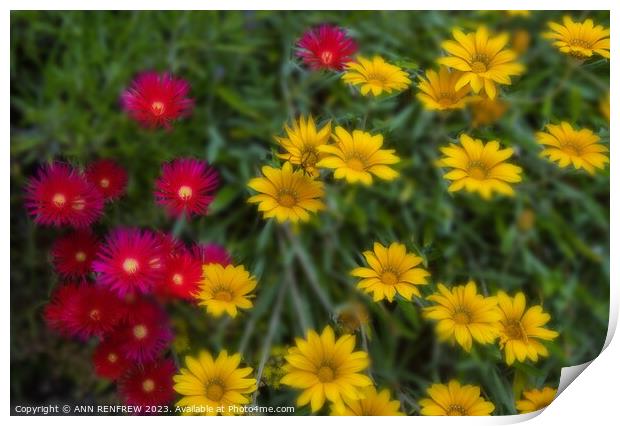Red and Yellow Daisies Print by ANN RENFREW