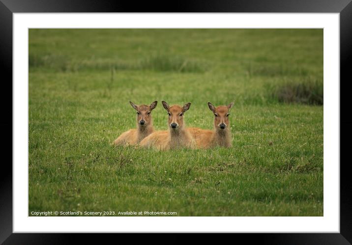 Three Deer Framed Mounted Print by Scotland's Scenery