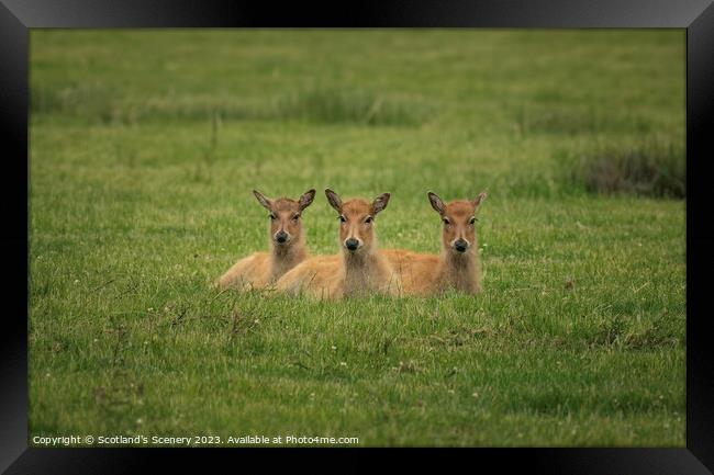 Three Deer Framed Print by Scotland's Scenery