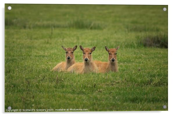 Three Deer Acrylic by Scotland's Scenery