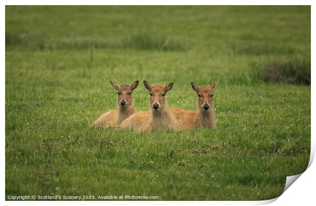 Three Deer Print by Scotland's Scenery