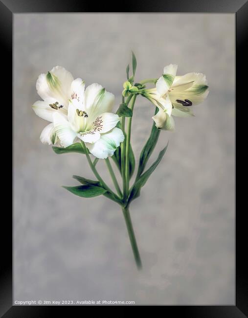 White Lily soft defocused   Framed Print by Jim Key