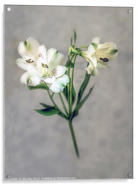 White Lily soft defocused   Acrylic by Jim Key