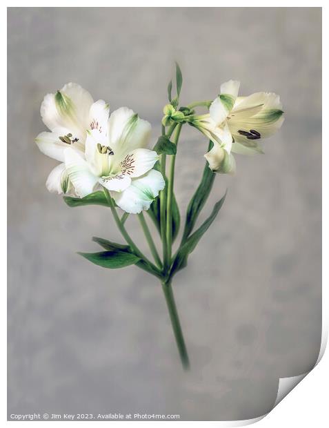White Lily soft defocused   Print by Jim Key
