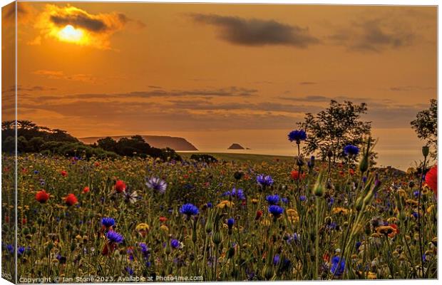  Coastal Wildflower meadow Canvas Print by Ian Stone