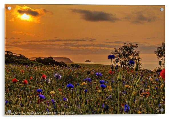  Coastal Wildflower meadow Acrylic by Ian Stone