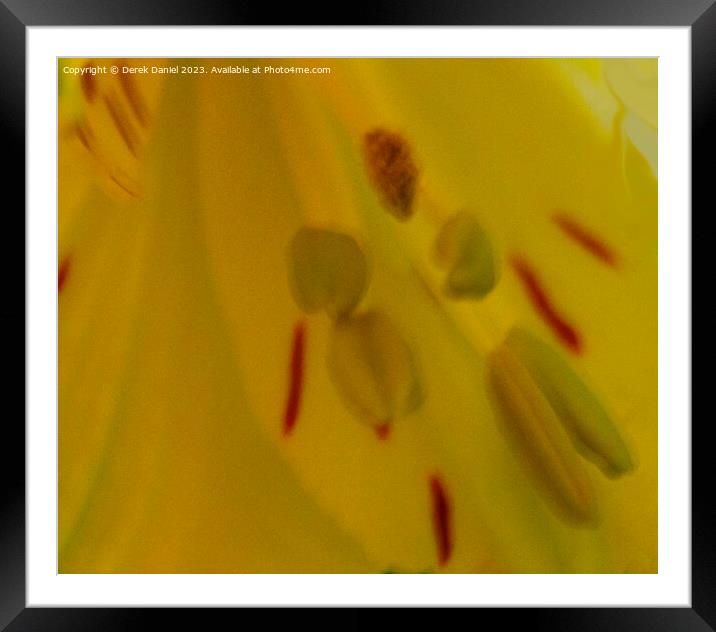Flower Abstract Framed Mounted Print by Derek Daniel