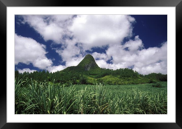 INDIAN OCEAN MAURITIUS SUGAR CANE PLANATION Framed Mounted Print by urs flueeler