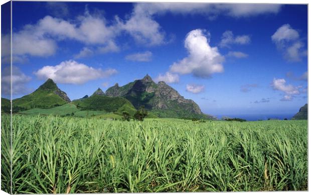 INDIAN OCEAN MAURITIUS SUGAR CANE PLANATION Canvas Print by urs flueeler