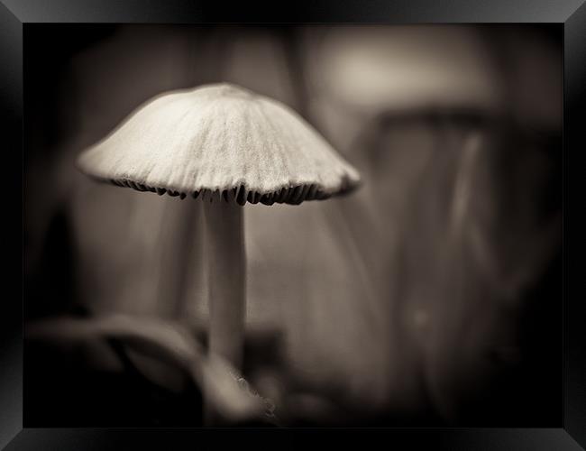 mushroom study Framed Print by Marcus Scott
