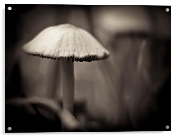 mushroom study Acrylic by Marcus Scott