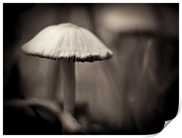 mushroom study Print by Marcus Scott