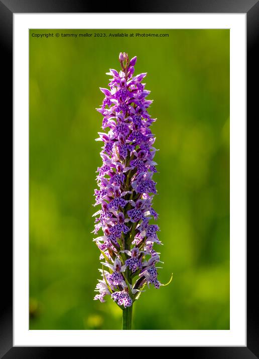 Captivating Close-Up: Orchid Flower in Lavender Sp Framed Mounted Print by tammy mellor