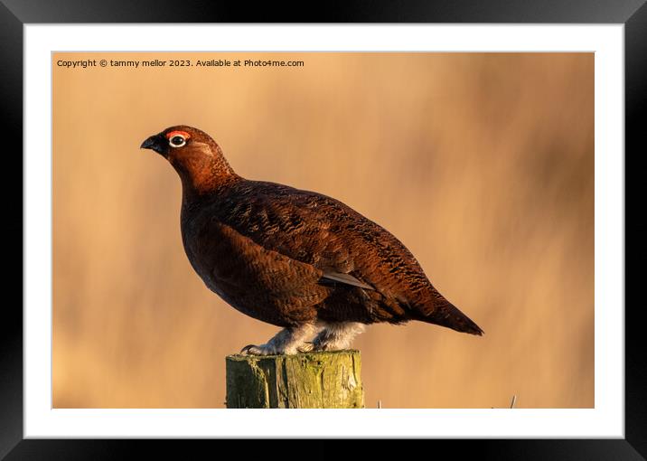 red grouse  Framed Mounted Print by tammy mellor