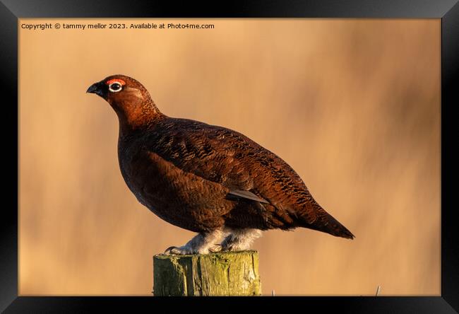red grouse  Framed Print by tammy mellor