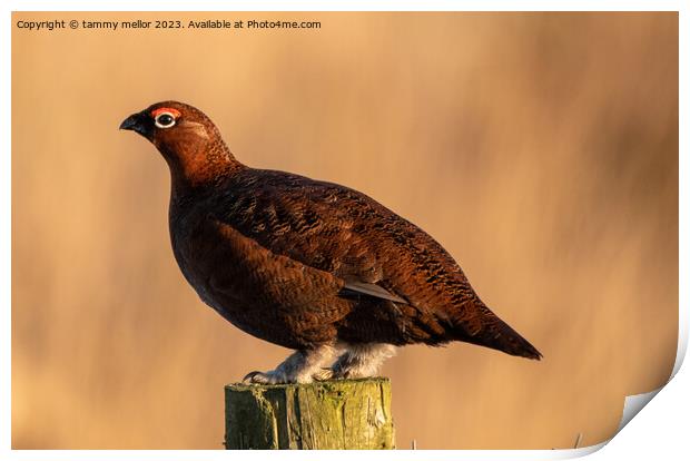 red grouse  Print by tammy mellor