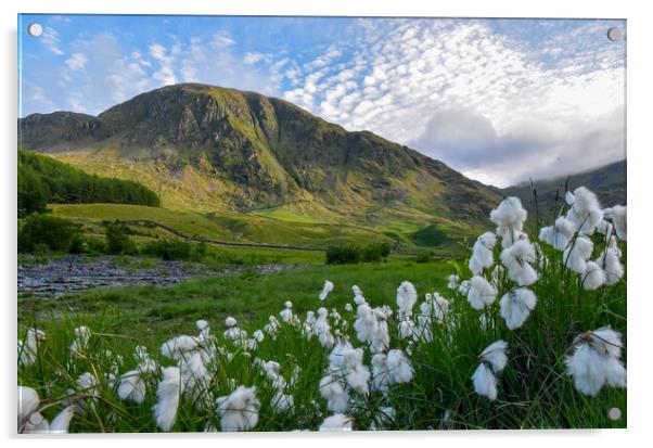 Outdoor mountain, cotton grass Acrylic by Gosia Niemczura