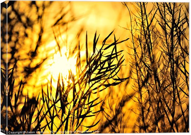 Sunset Through The Reeds Canvas Print by Jason Connolly