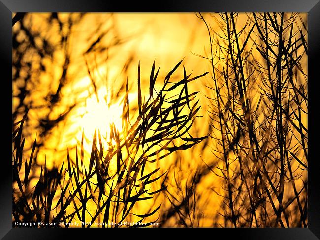 Sunset Through The Reeds Framed Print by Jason Connolly