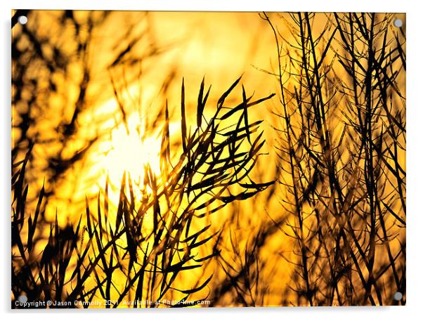 Sunset Through The Reeds Acrylic by Jason Connolly