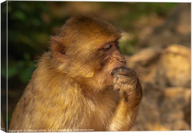 Thoughtful Primate in Sunlit Greenery Canvas Print by Fabrice Jolivet
