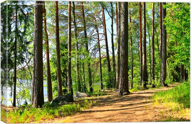 Walking in Sunny Summer Forest  Canvas Print by Taina Sohlman