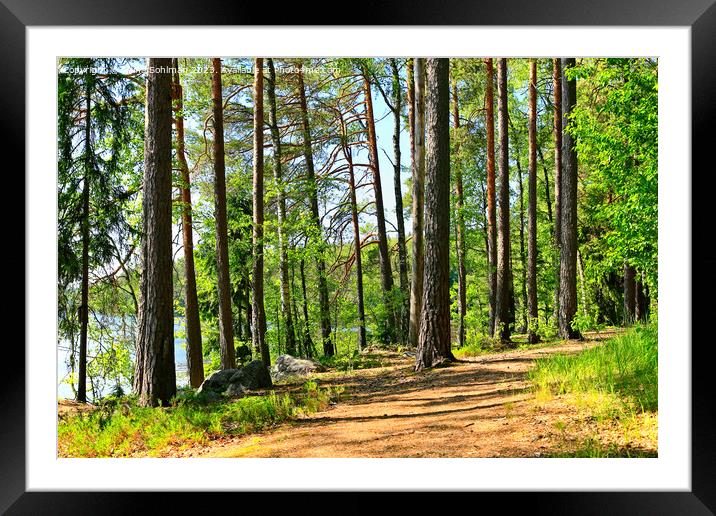 Walking in Sunny Summer Forest  Framed Mounted Print by Taina Sohlman