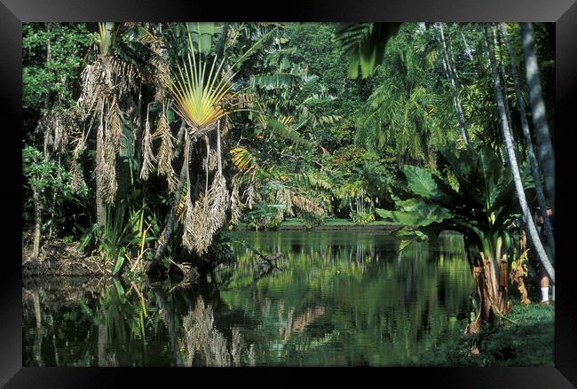 INDIAN OCEAN MAURITIUS PAMPLEMOUSSES GARDEN Framed Print by urs flueeler