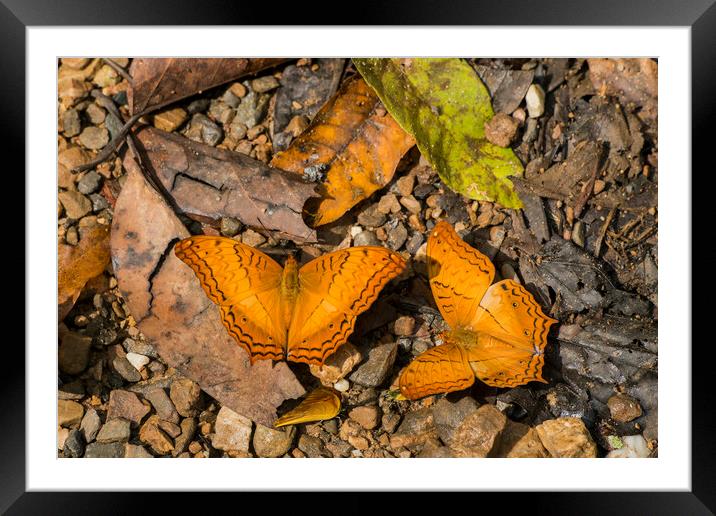 THAILAND PHETBURI KAENG KRACHAN NATIONAL PARK Framed Mounted Print by urs flueeler