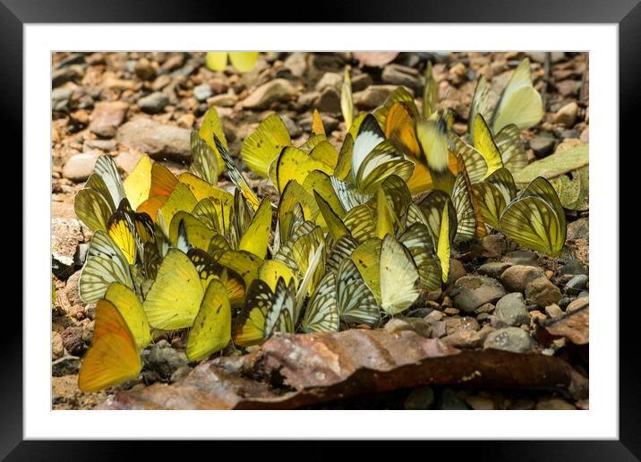 THAILAND PHETBURI KAENG KRACHAN NATIONAL PARK Framed Mounted Print by urs flueeler