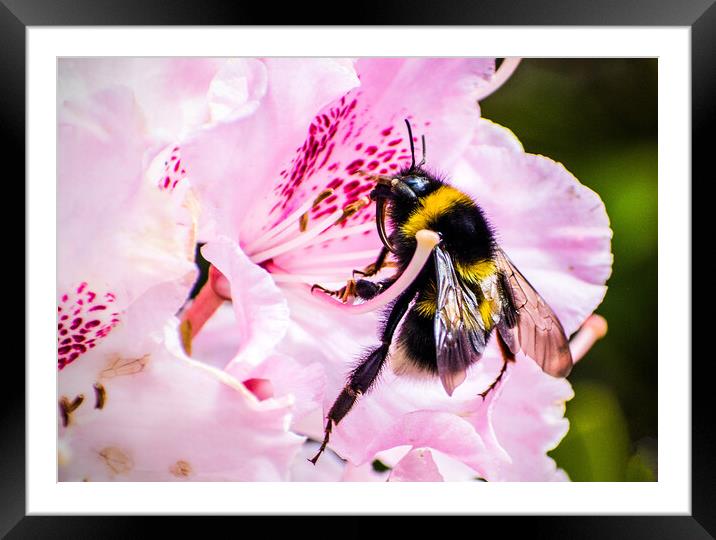 Bumblebee on Rhododendron flower. Framed Mounted Print by Peter Jarvis
