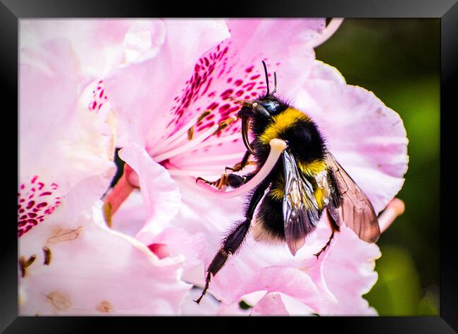 Bumblebee on Rhododendron flower. Framed Print by Peter Jarvis