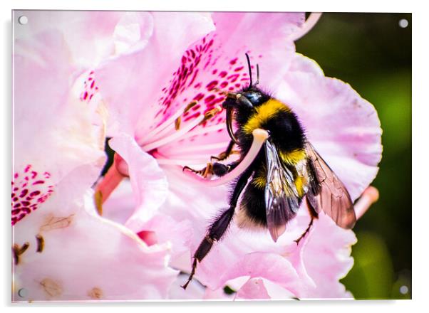 Bumblebee on Rhododendron flower. Acrylic by Peter Jarvis