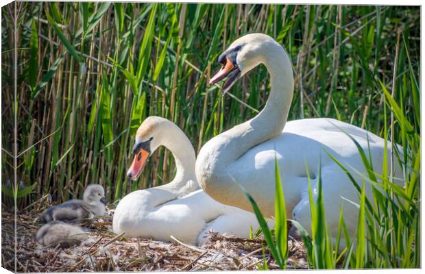 swans with Cygnets Canvas Print by Peter Jarvis