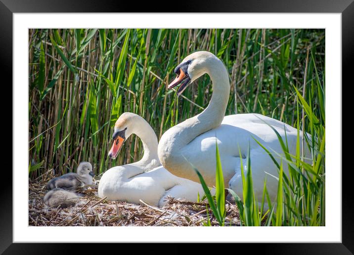 swans with Cygnets Framed Mounted Print by Peter Jarvis