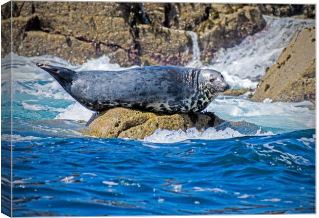 Grey Seal (Halichoerus grypus) Basking. Canvas Print by Peter Jarvis