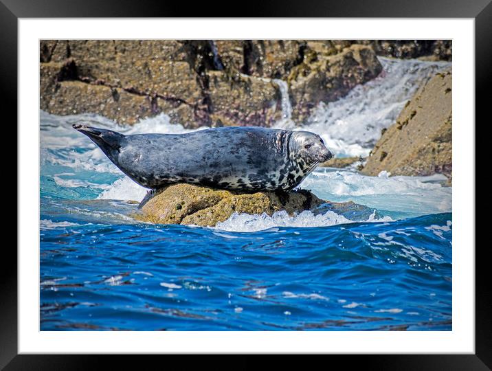 Grey Seal (Halichoerus grypus) Basking. Framed Mounted Print by Peter Jarvis