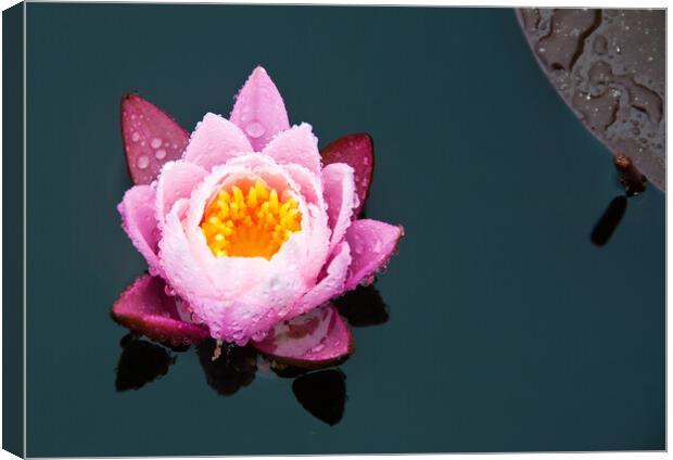Water Lily Canvas Print by Peter Jarvis