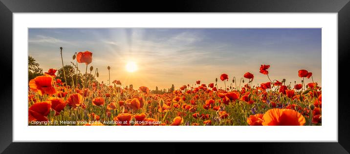 Poppies in the evening | Panoramic Framed Mounted Print by Melanie Viola