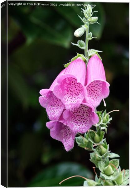 Enchanting Foxglove: A Whimsical Tapestry of Colou Canvas Print by Tom McPherson
