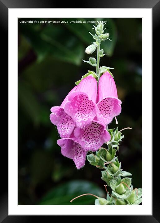 Enchanting Foxglove: A Whimsical Tapestry of Colou Framed Mounted Print by Tom McPherson