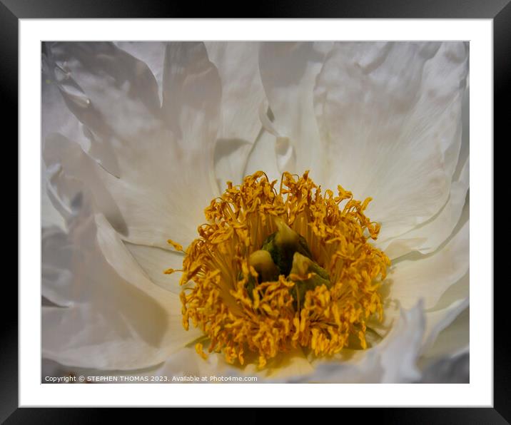 Krinkled White Peony Framed Mounted Print by STEPHEN THOMAS