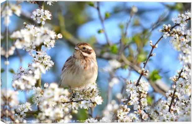 A beautiful Reed Bunting in blackthorne blossom Canvas Print by Michael Garnett