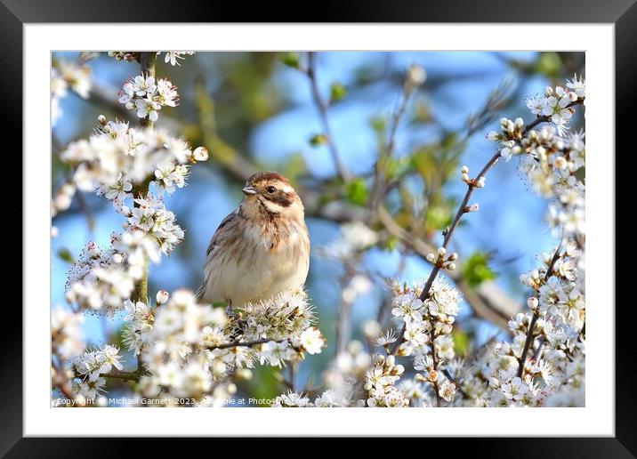 A beautiful Reed Bunting in blackthorne blossom Framed Mounted Print by Michael Garnett