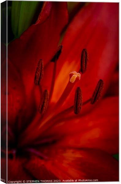 Red and Orange Lily - close-up Canvas Print by STEPHEN THOMAS