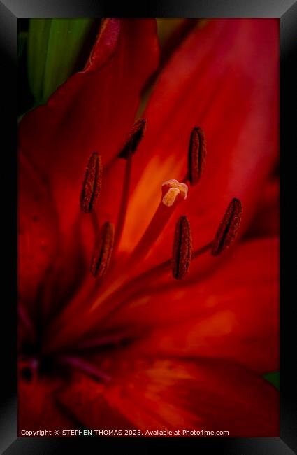 Red and Orange Lily - close-up Framed Print by STEPHEN THOMAS