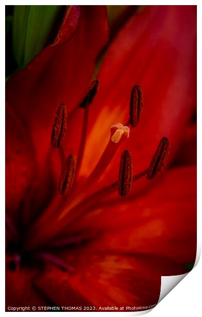 Red and Orange Lily - close-up Print by STEPHEN THOMAS